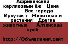 Африканский карликовый ёж › Цена ­ 6 000 - Все города, Иркутск г. Животные и растения » Другие животные   . Алтайский край